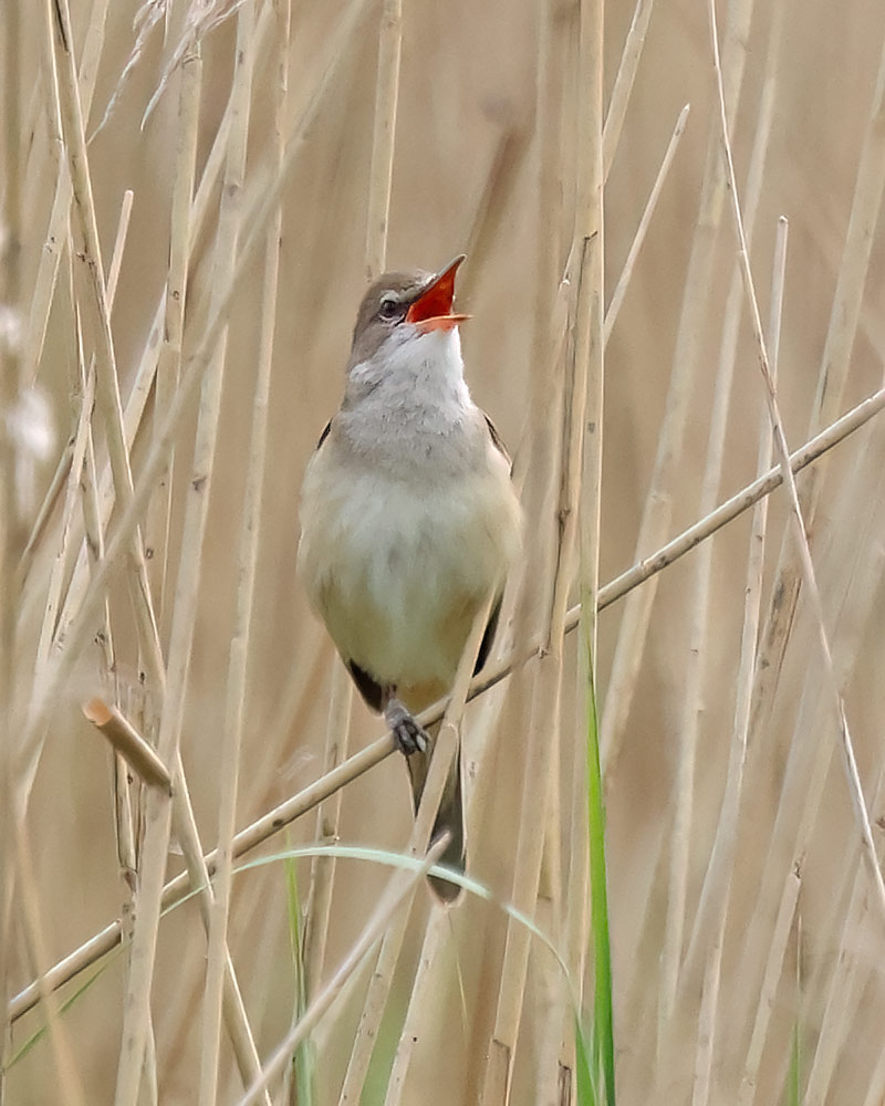 great reed warbler